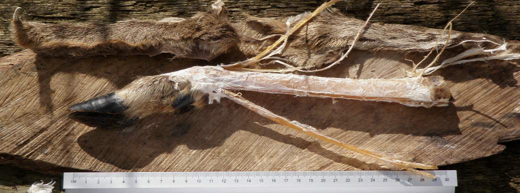 primitive skills skinning deer bone