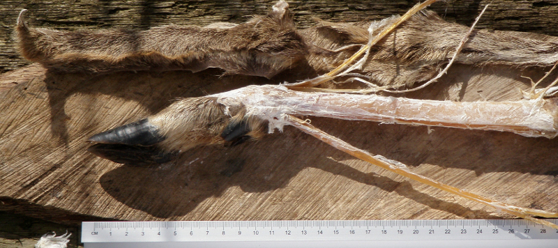 Birch bark research experimental archaeology